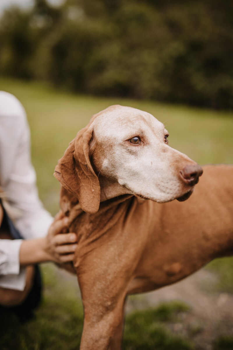 Familienfotos Bonn Hundeportrait