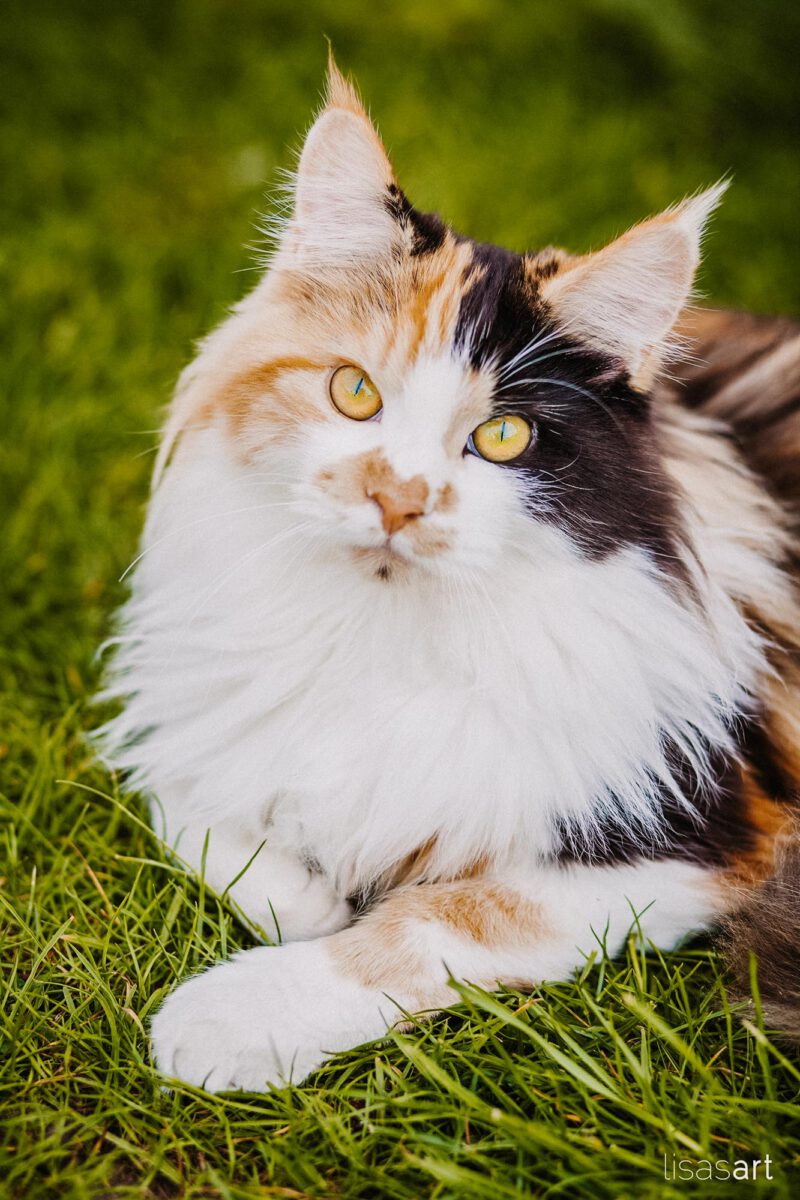 tierfotograf bonn maine coon bunt portrait