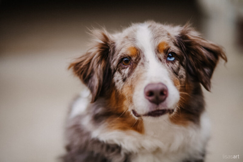 tierfotograf bonn aussie portrait