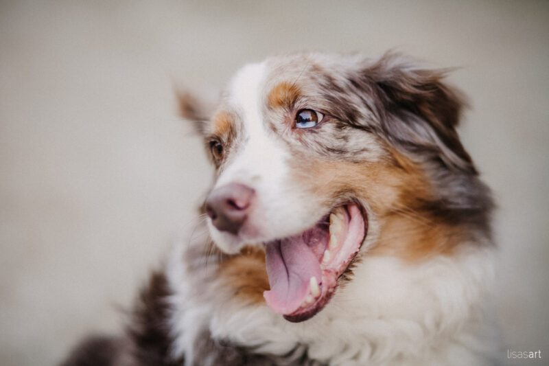 tierfotograf bonn aussie