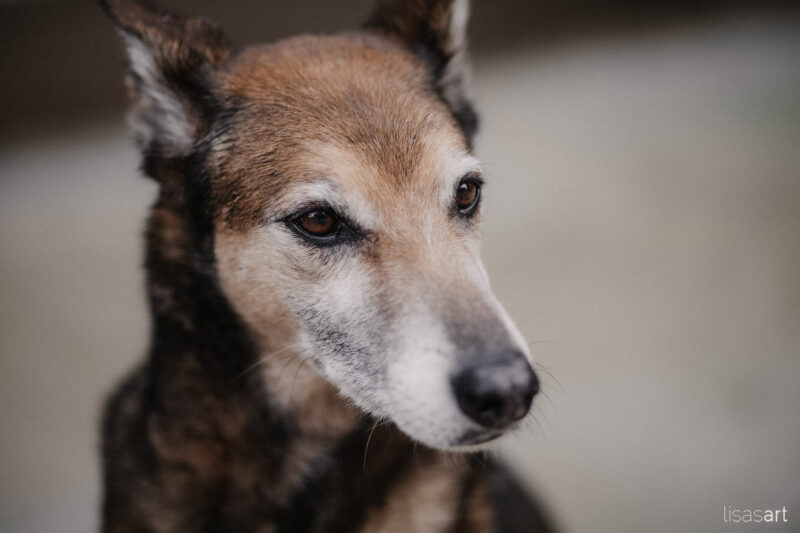 tierfotograf bonn hundefotografin