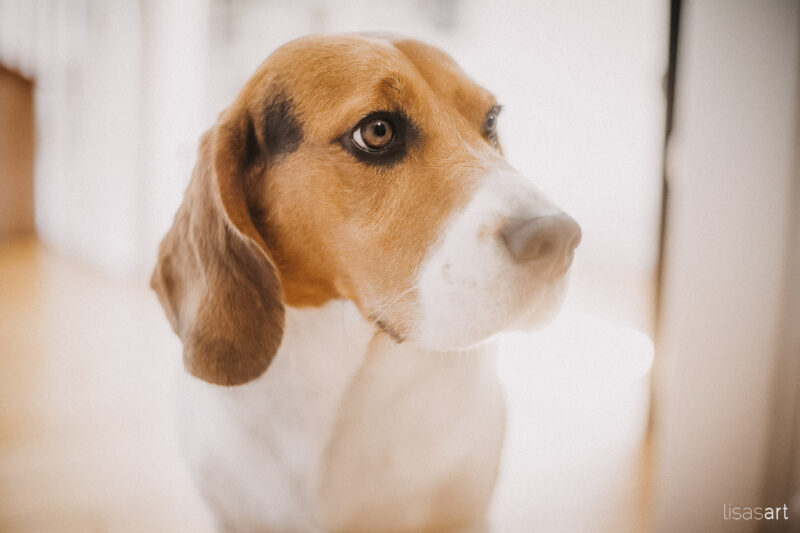 tierfotograf bonn hundefotograf koblenz