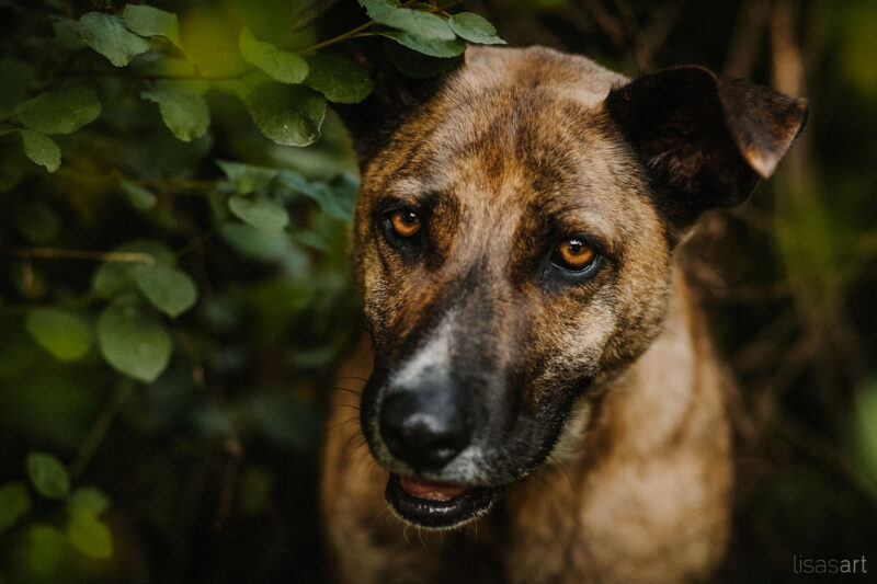 tierfotograf bonn hundefotograf düsseldorf