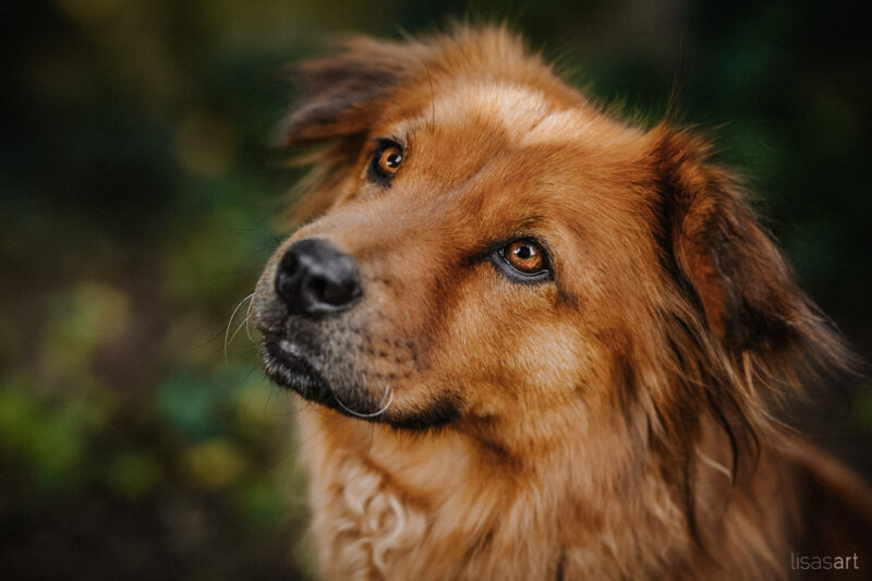 tierfotograf bonn hundefotograf köln