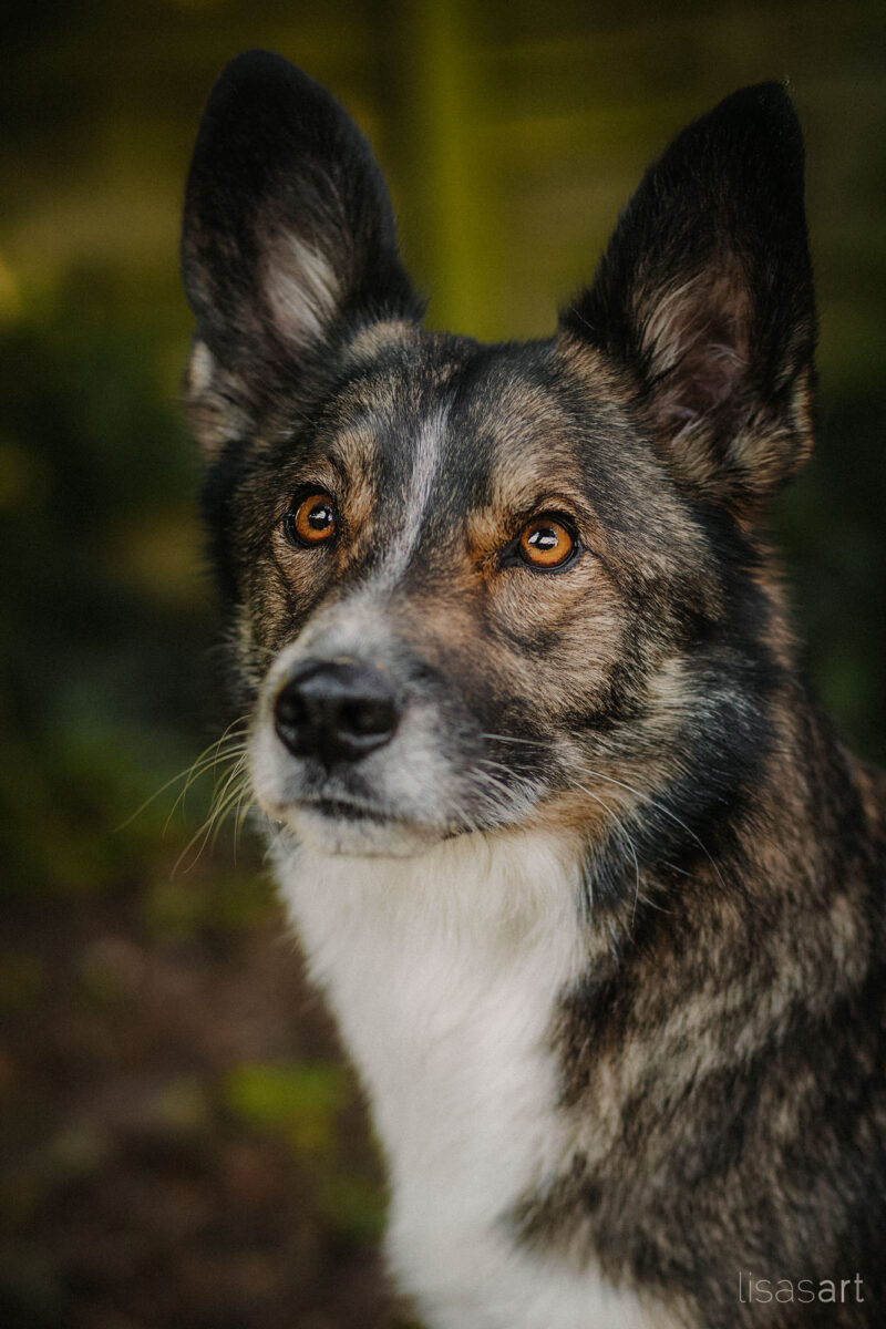 tierfotograf bonn hundefotograf