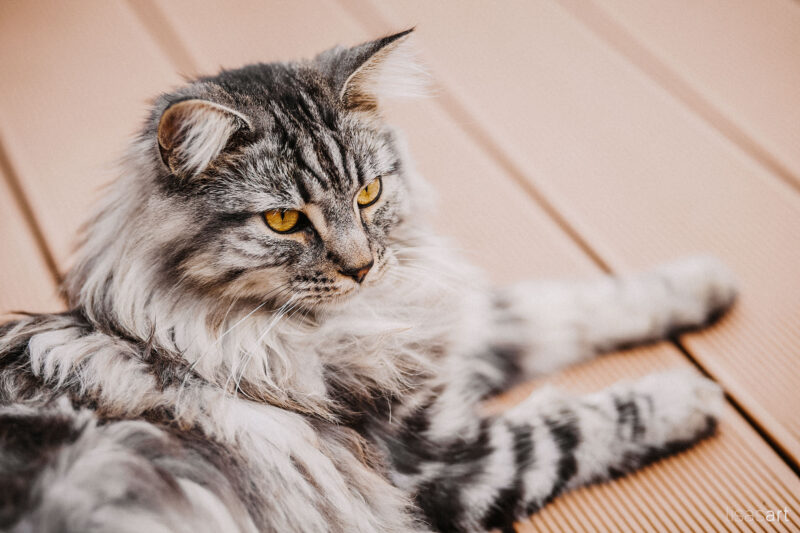 tierfotograf bonn maine coon silbergrau portrait