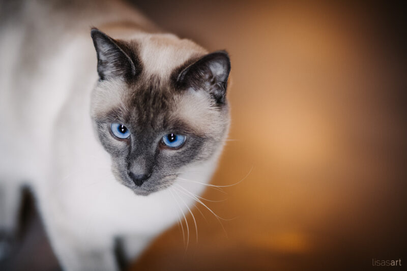 tierfotograf bonn katzenfotos katzenkaffee aachen siam