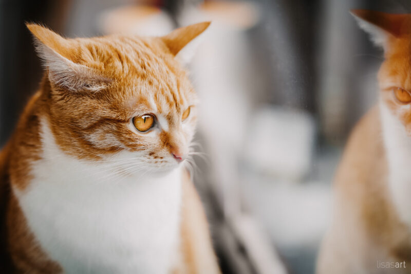 tierfotograf bonn katzenfotos katzenkaffee aachen