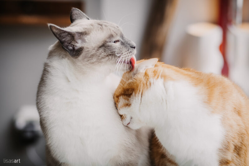 tierfotograf bonn katzenfotos siampärchen
