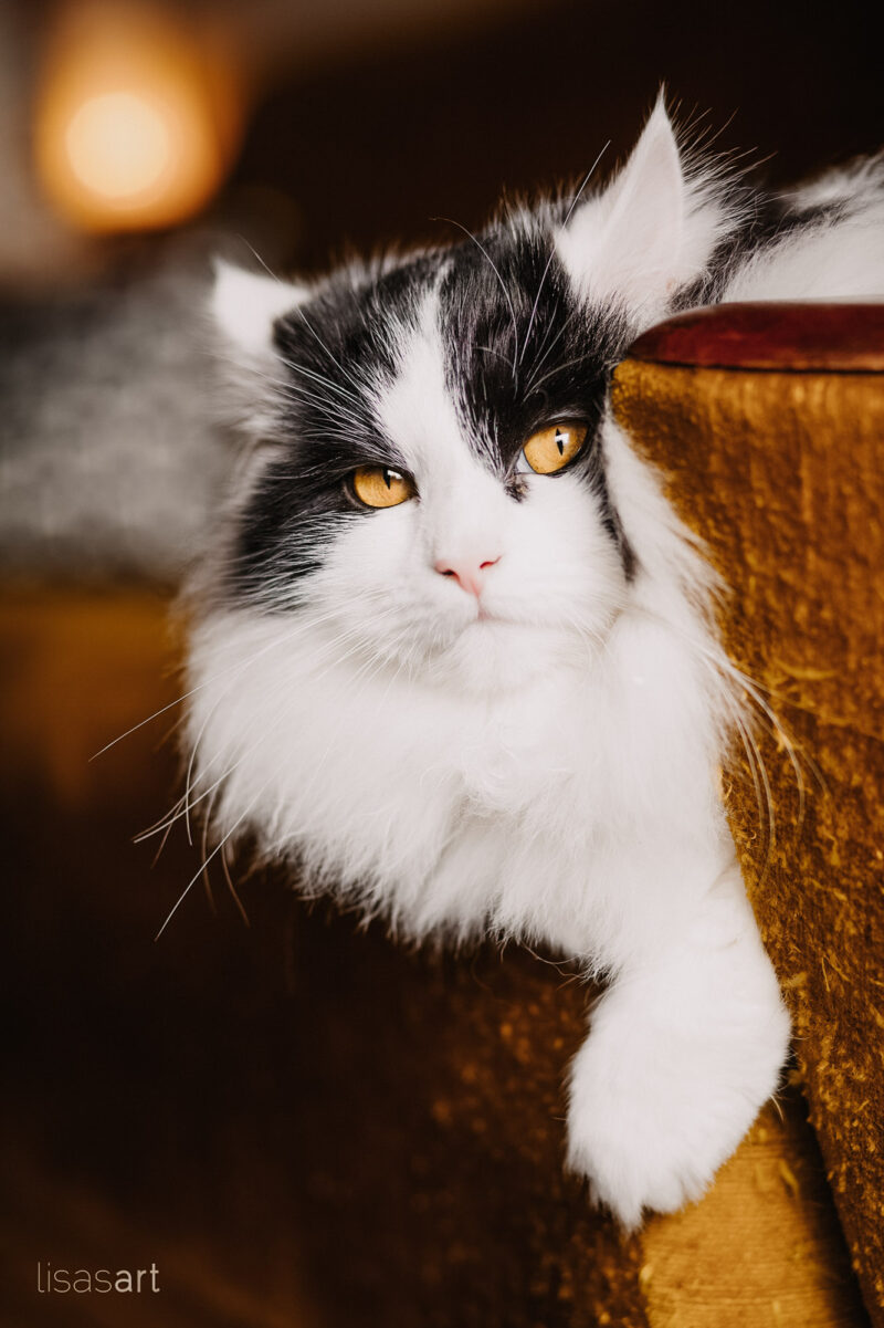 tierfotograf bonn katzenfotos british langhaar