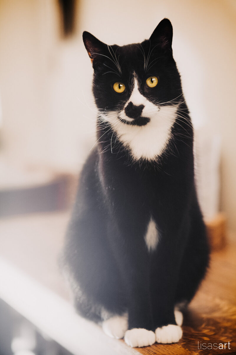tierfotograf bonn katzenfotos hauskatze schwarz