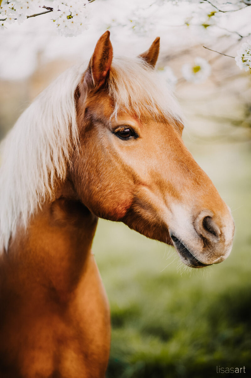 tierfotograf bonn pferdefotos portrait