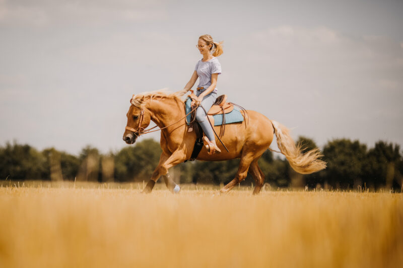 tierfotograf bonn pferdefotos galopp