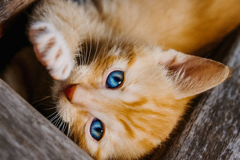 tierfotograf bonn babykatzenfotografin