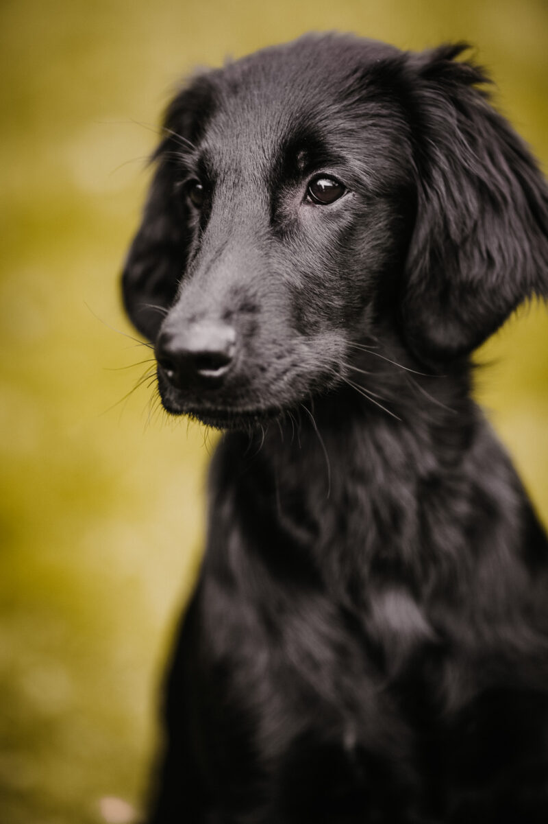 tierfotograf bonn hundefotos portrait retriever