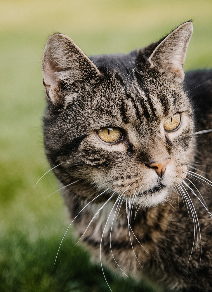 tierfotograf bonn katzenfotos Hauskatze braun