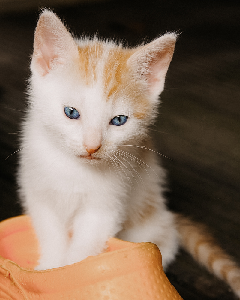 tierfotograf bonn katzenfotos babykatze portrait freigänger