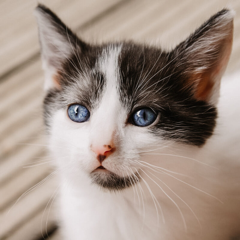 tierfotograf bonn katzenfotos babykatze portrait