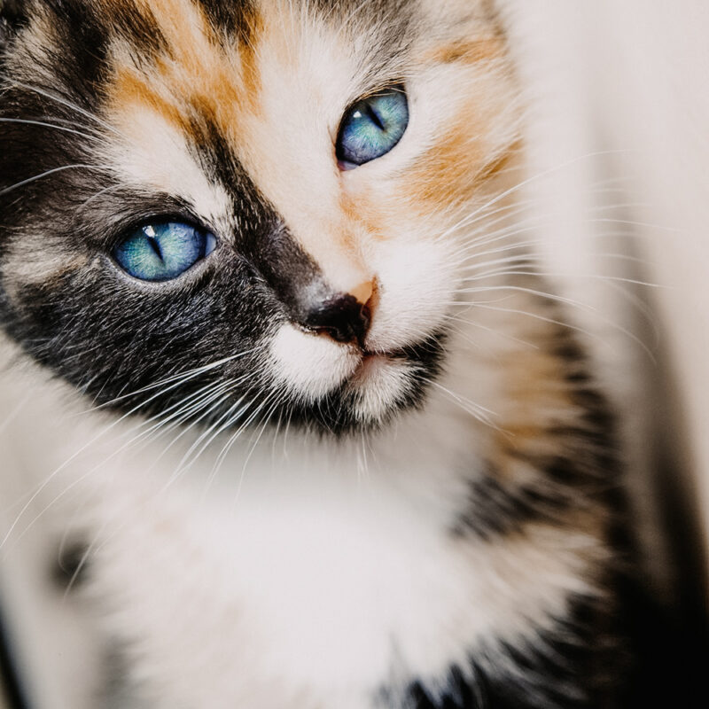 tierfotograf bonn katzenfotos babykatze hauskatzen portrait