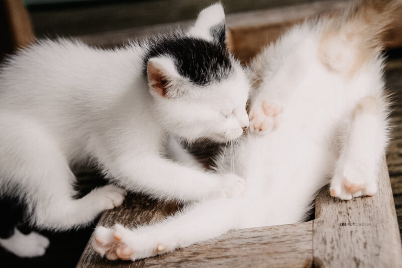 tierfotograf bonn katzenfotos babykatze hauskatzen