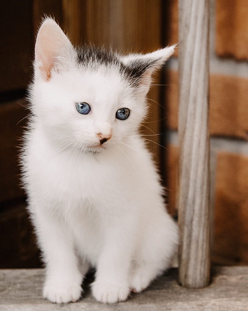 tierfotograf bonn katzenfotos babykatze hauskatze