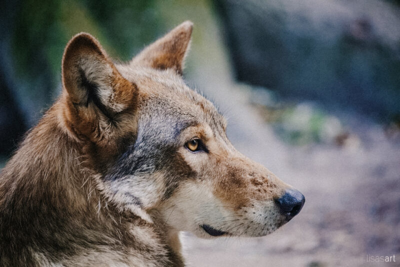 tierfotograf bonn wildtierfotograf
