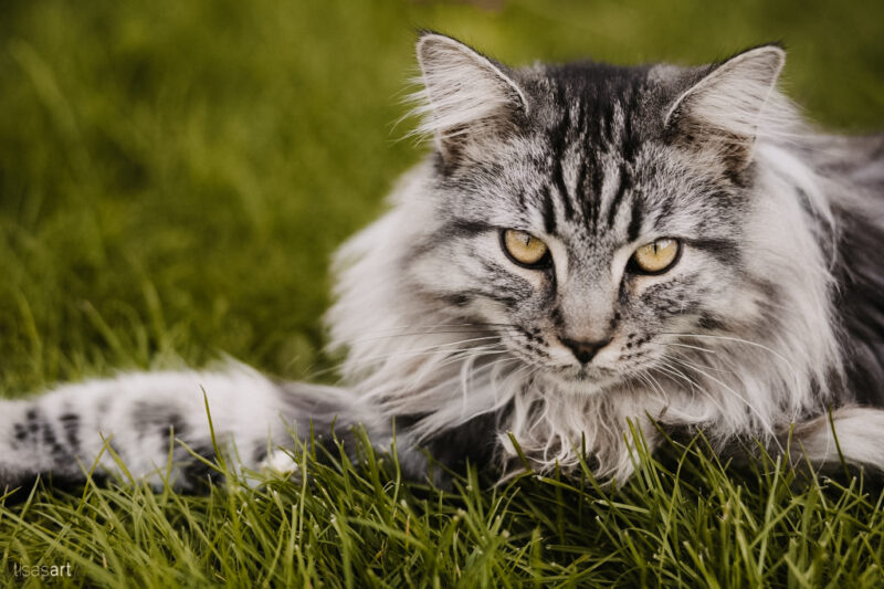 tierfotograf bonn katzenfotos maine coon silber