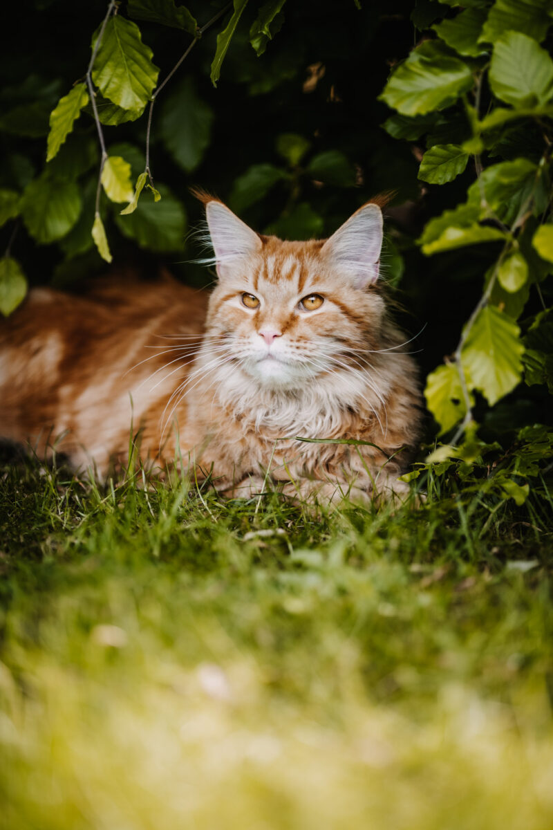 tierfotograf bonn katzenfotos maine coon rot