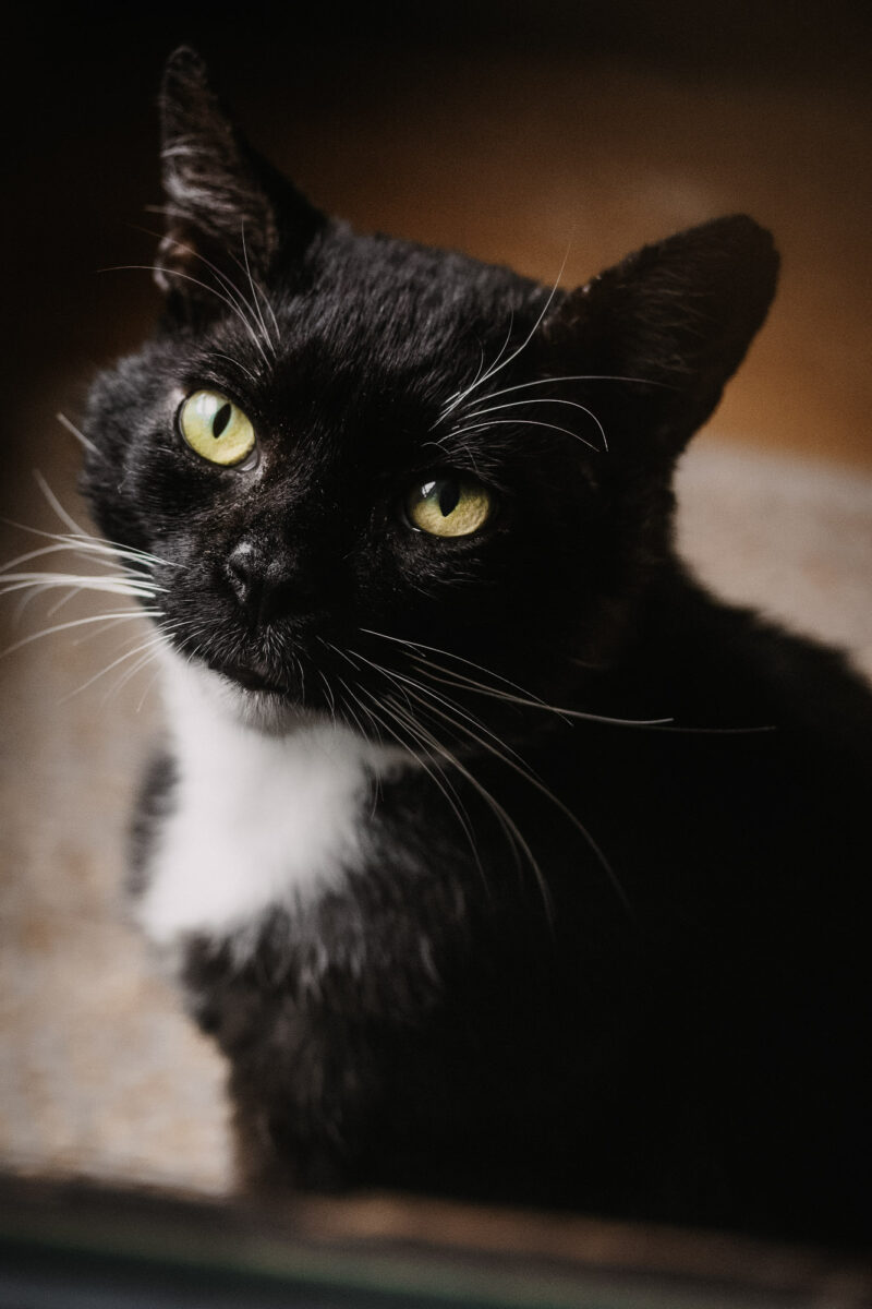 tierfotograf bonn katzenfotos hauskatze schwarz