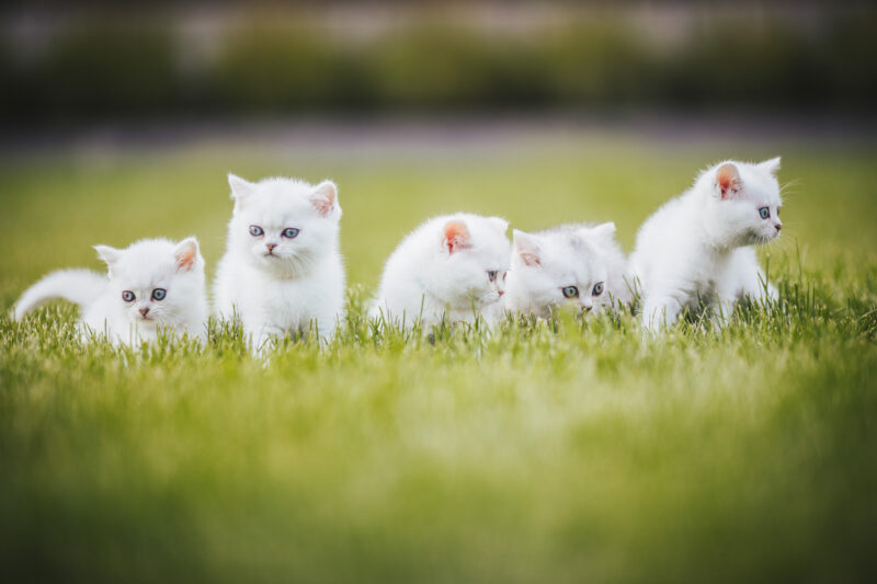 tierfotograf bonn katzenfotos british kurzhaar katzenwelpen
