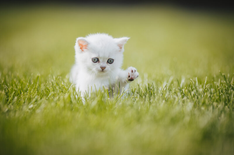 tierfotograf bonn katzenfotos british kurzhaar weiß baby pfote