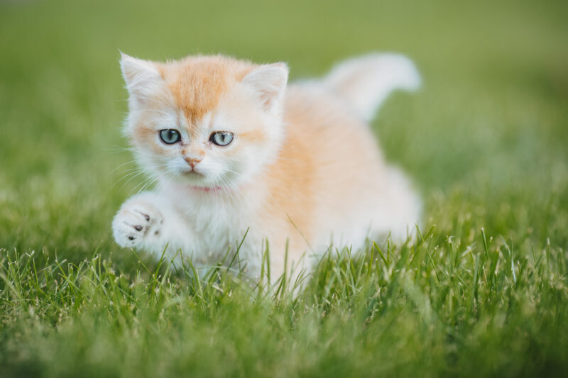 tierfotograf bonn katzenfotos british kurzhaar gold baby