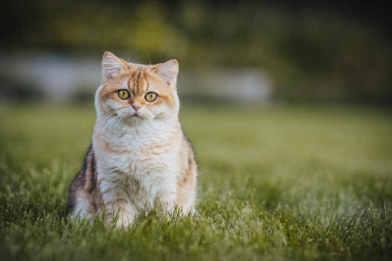 tierfotograf bonn katzenfotos british kurzhaar gold wiese