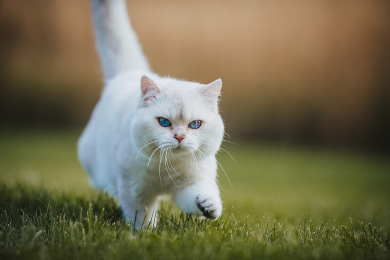 tierfotograf bonn katzenfotos british kurzhaar freigänger
