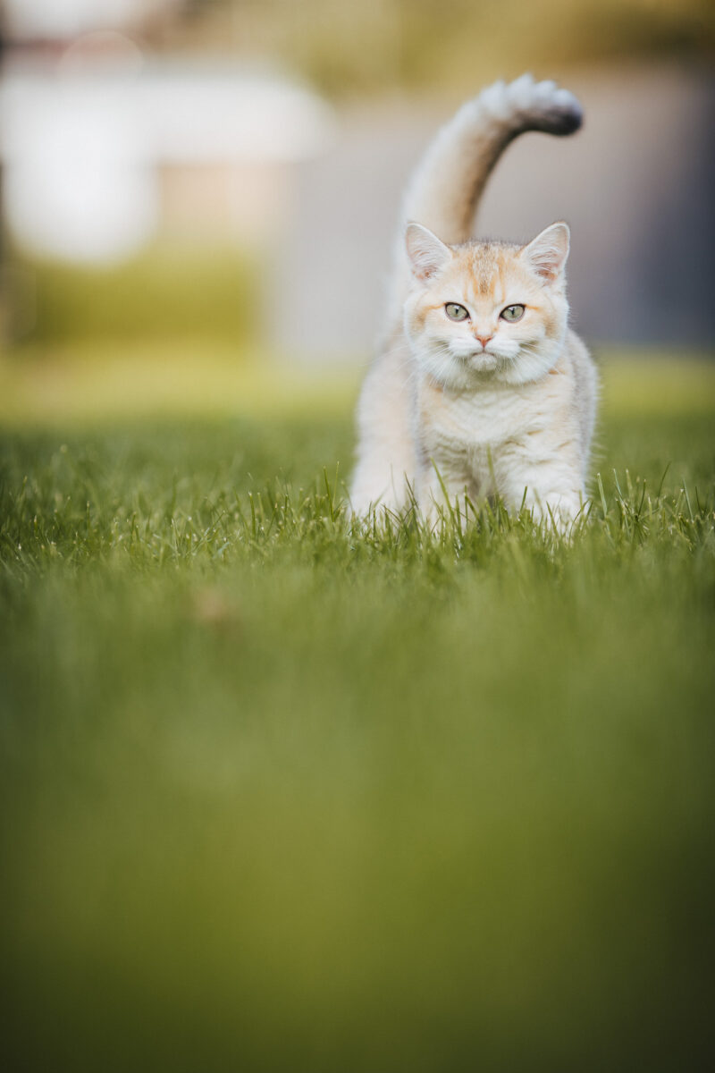 tierfotograf bonn katzenfotos british kurzhaar gold