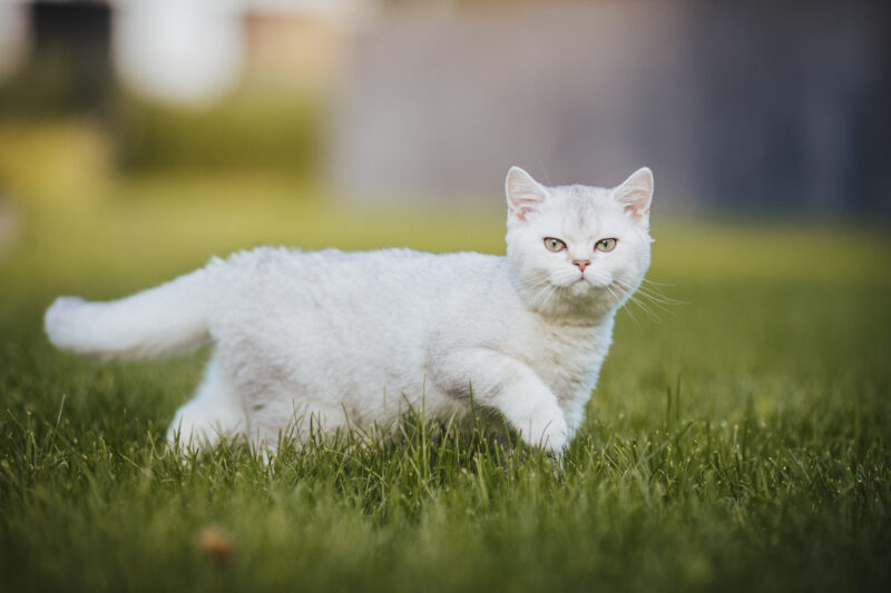 tierfotograf bonn katzenfotos british kurzhaar silber
