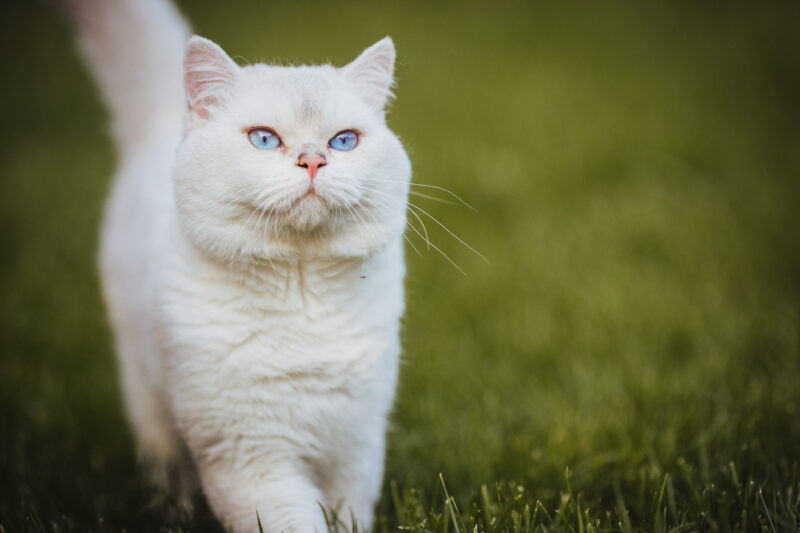 tierfotograf bonn katzenfotos british kurzhaar weiß