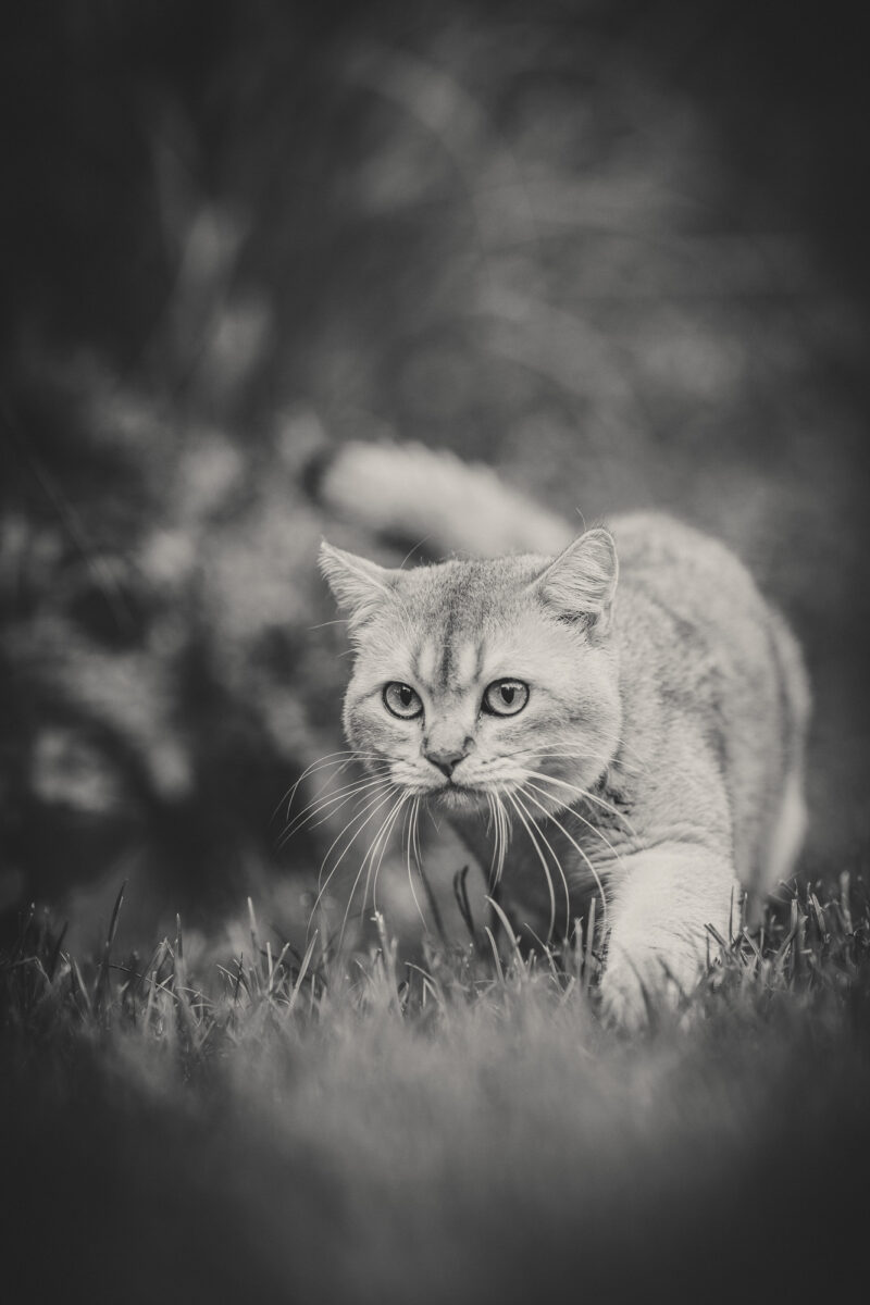 tierfotograf bonn katzenfotos british kurzhaar kater