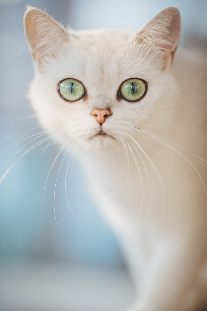 tierfotograf bonn katzenfotos british kurzhaar