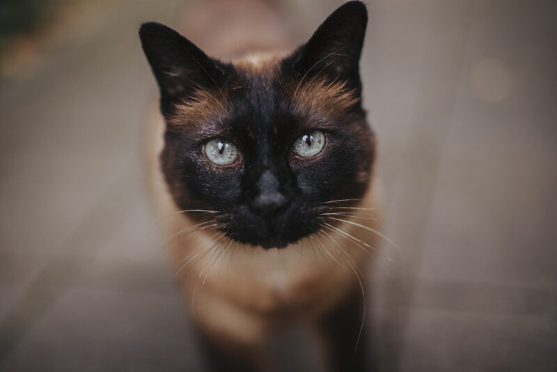 tierfotograf bonn katzenfotos siam portrait