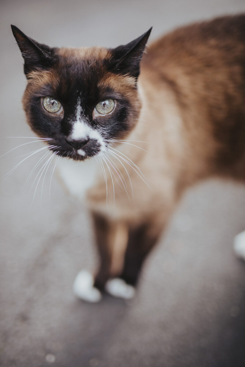 tierfotograf bonn katzenfotos siam
