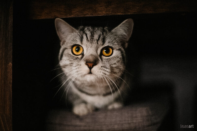 tierfotograf bonn katzenfotograf