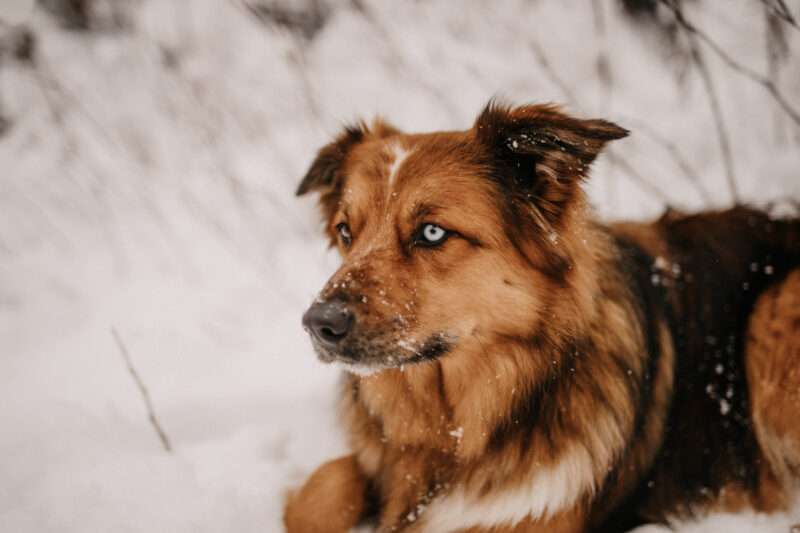 tierfotograf bonn hundefotos mischling portrait