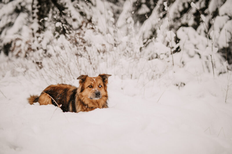 tierfotograf bonn hundefotos mischling