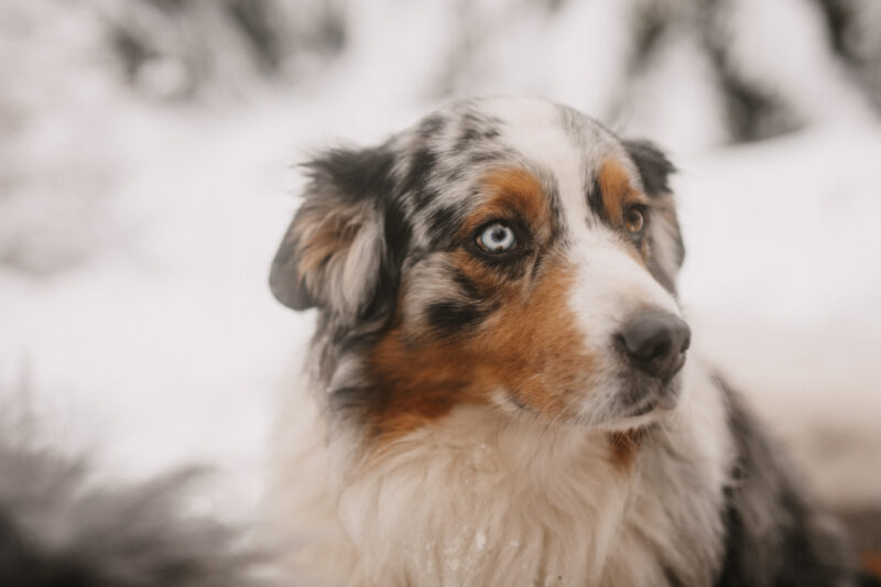 tierfotograf bonn hundefotos australian shepherd portrait