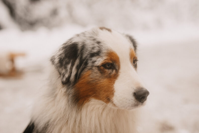 tierfotograf bonn hundefotos australian shepherd