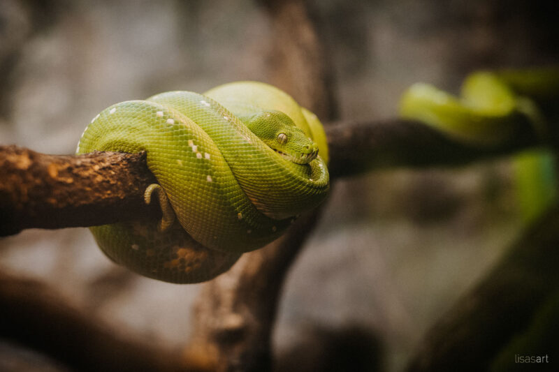 tierfotograf bonn schlange